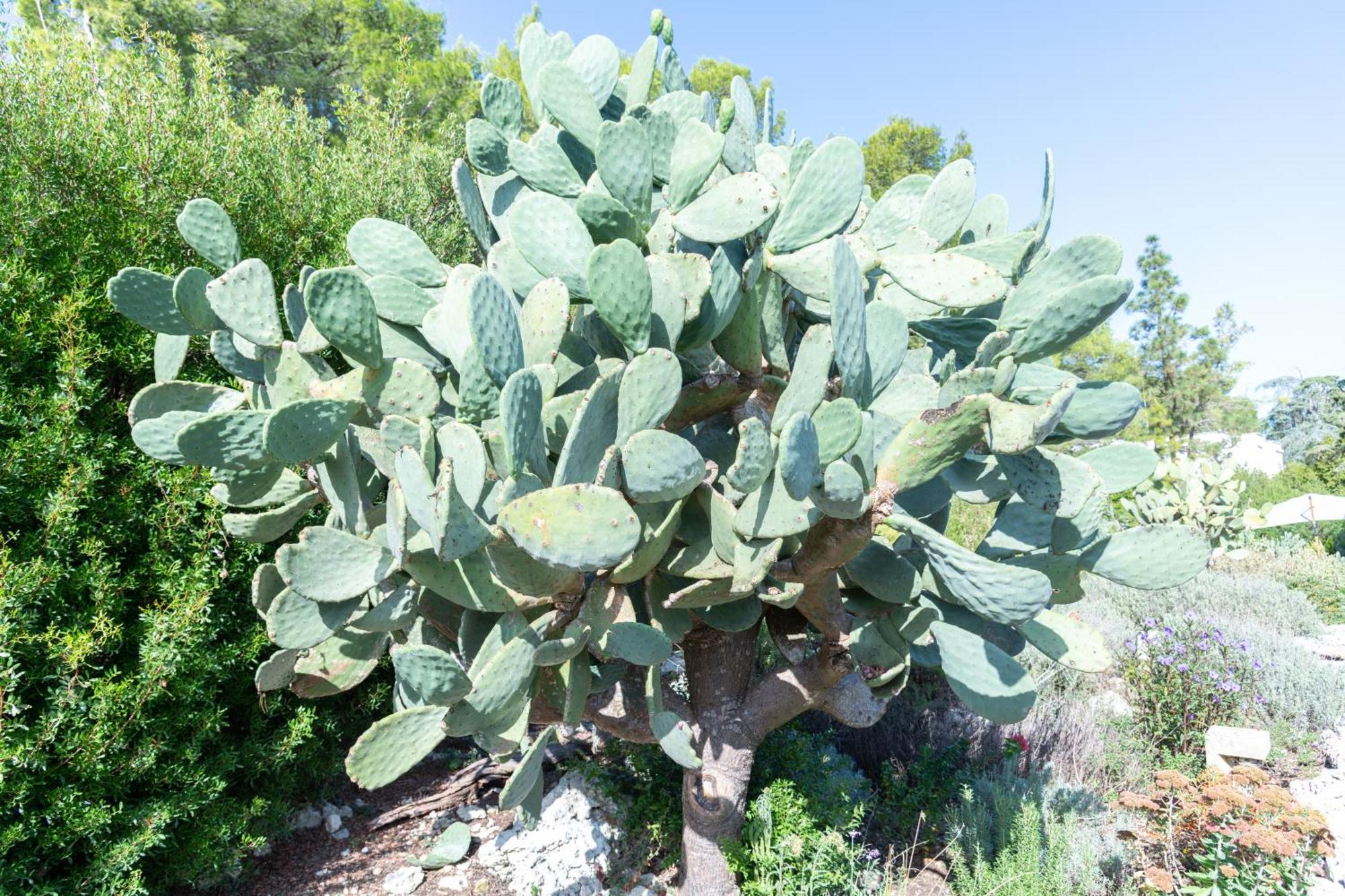 בורגאנייה Masseria Caliani מראה חיצוני תמונה