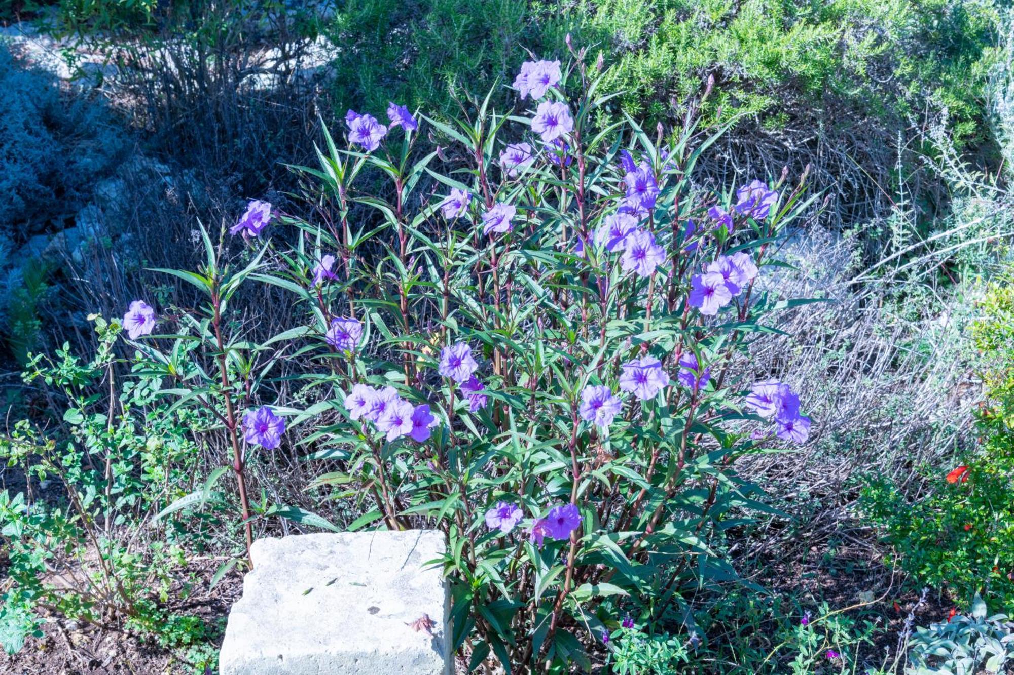 בורגאנייה Masseria Caliani מראה חיצוני תמונה